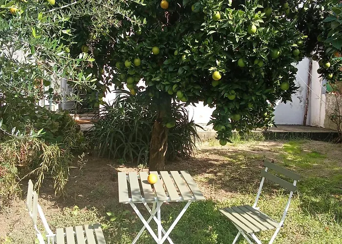 Orange Tree Apartment