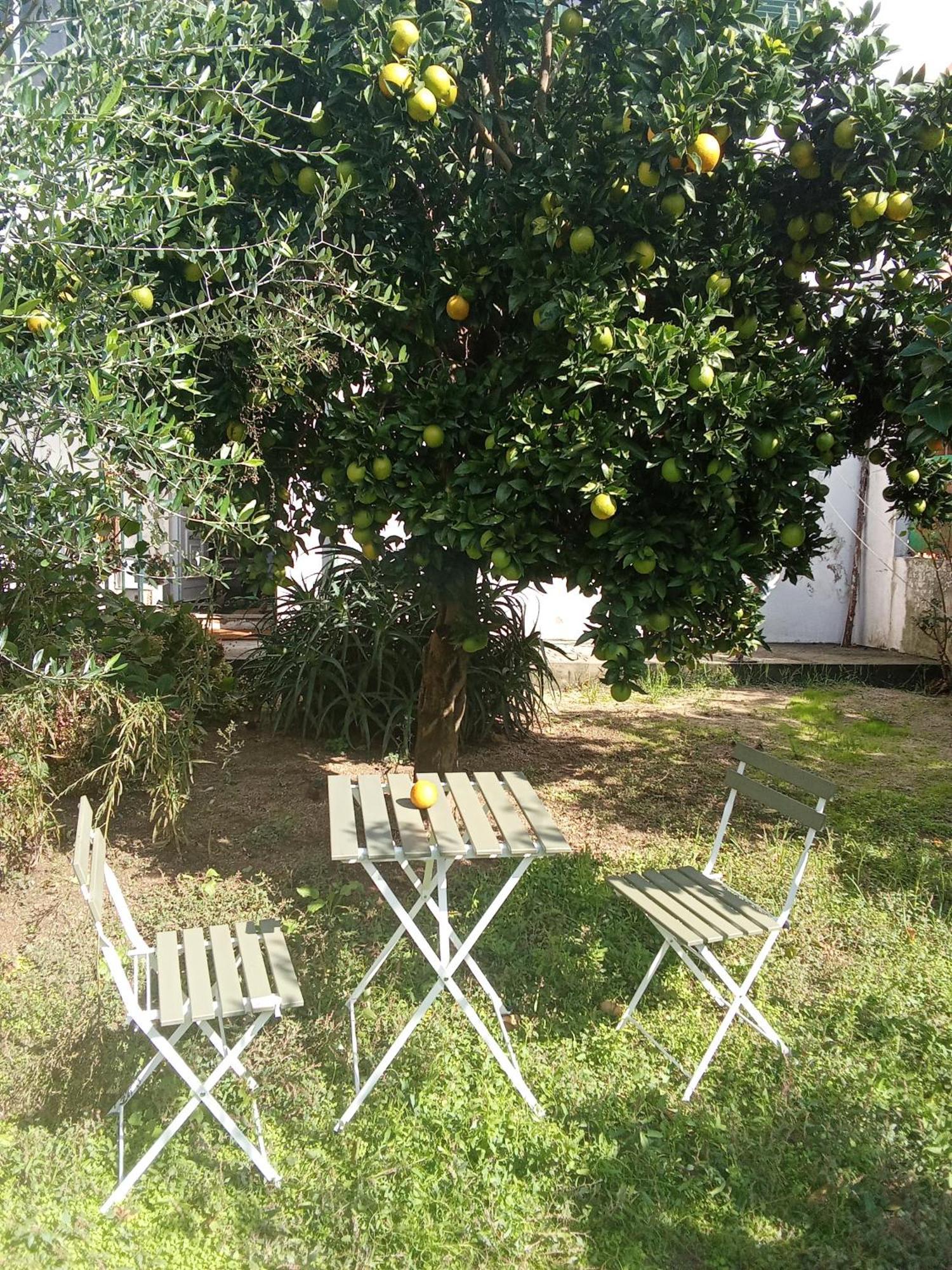 Orange Tree