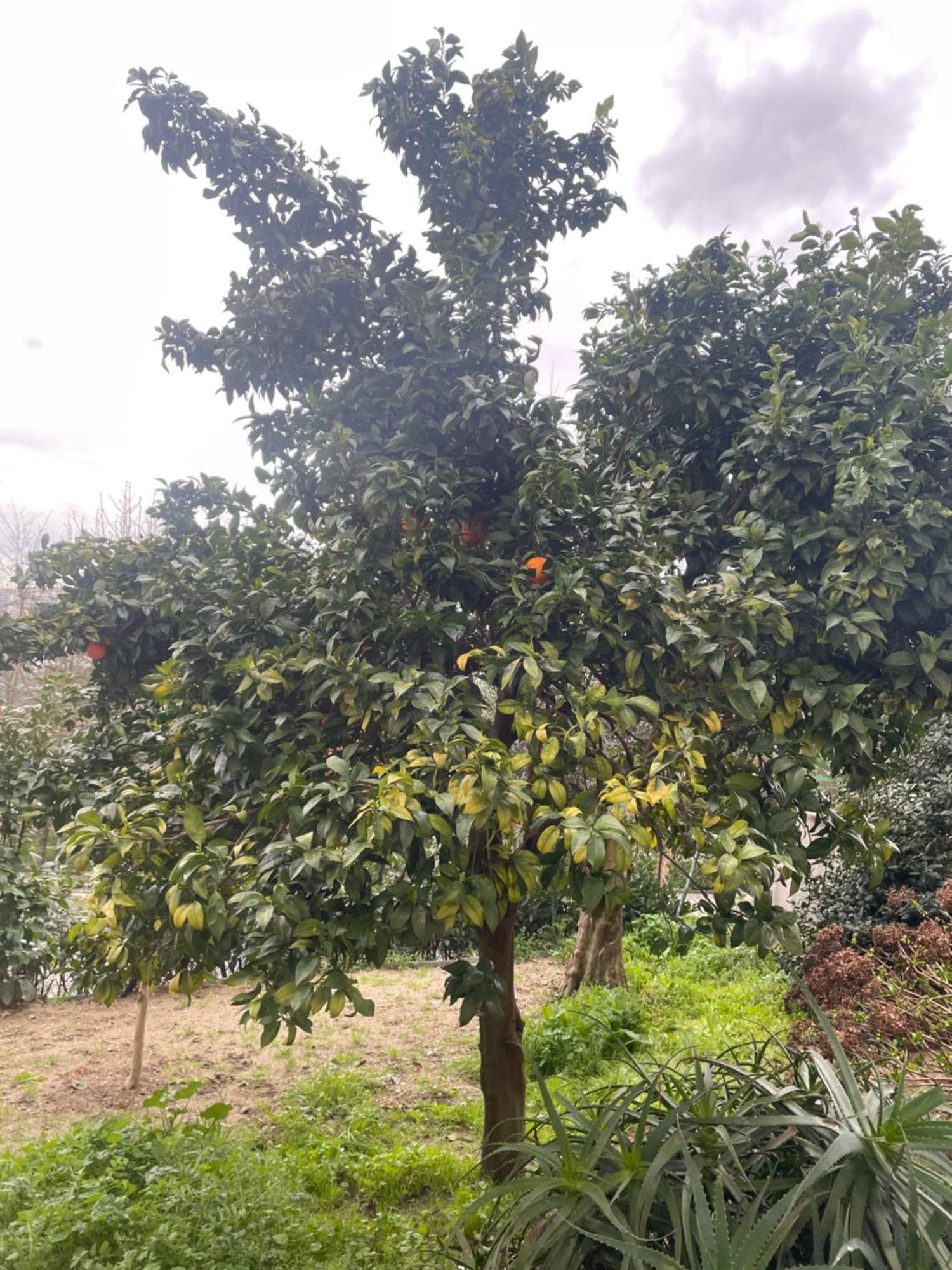 Orange Tree Amarante